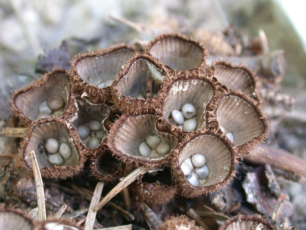 Cyathus holla
